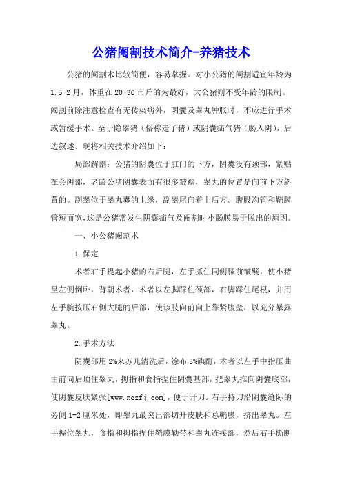 公猪阉割技术简介 - 养猪技术