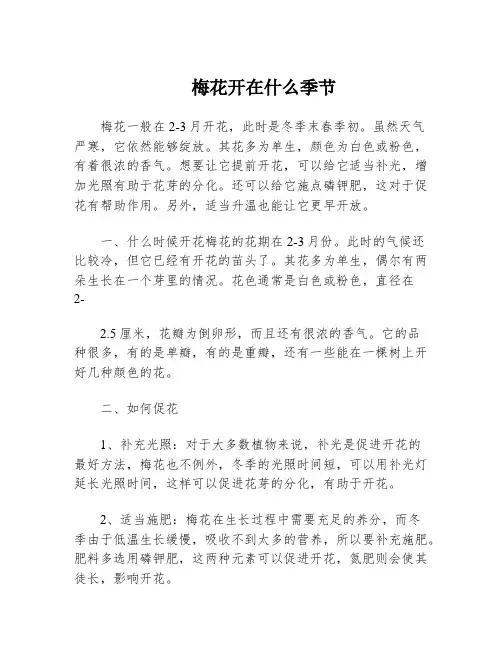 梅花开在什么季节