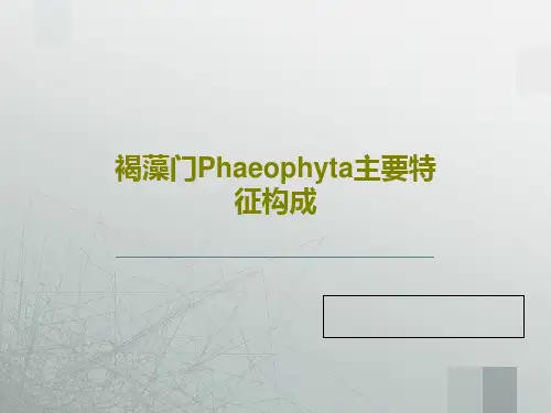 褐藻门Phaeophyta主要特征构成43页PPT