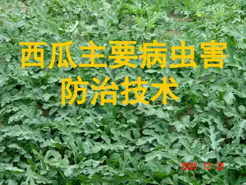 西瓜主要病虫害防治技术20080704