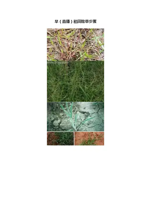 旱（直播）稻田除草步骤