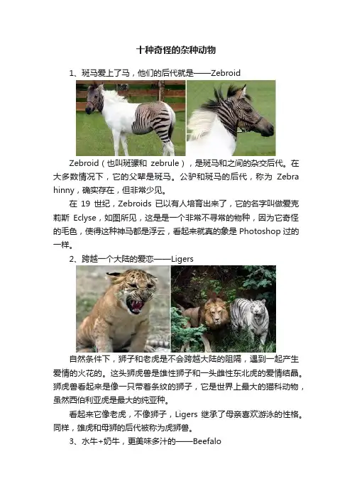 十种奇怪的杂种动物