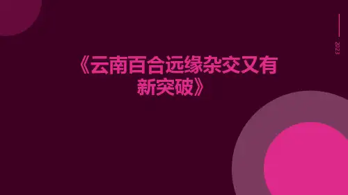 云南百合远缘杂交又有新突破