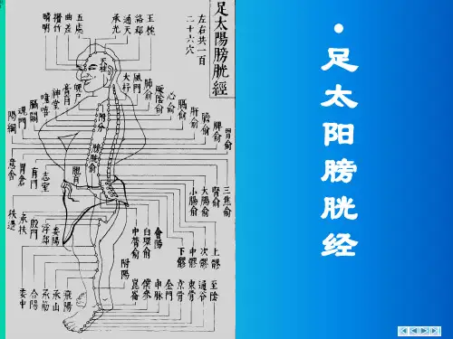 7足太阳膀胱经
