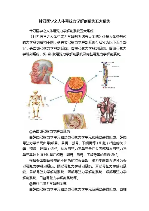 针刀医学之人体弓弦力学解剖系统五大系统