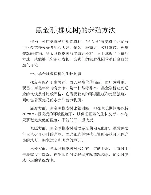 黑金刚(橡皮树)的养殖方法