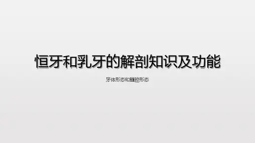 恒牙和乳牙的解剖知识及功能
