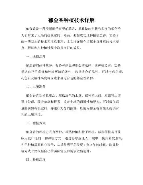 郁金香种植技术详解