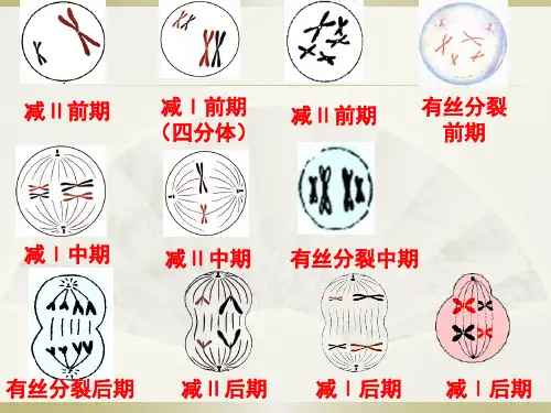 2.1.4减数分裂的异常情况及受精作用.ppt (共40页)