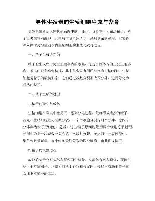 男性生殖器的生殖细胞生成与发育