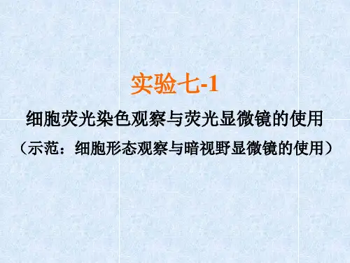 实验七、荧光显微镜及激光扫描共聚焦显微镜使用资料教程