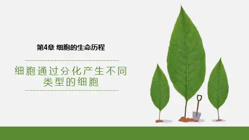 细胞通过分化产生不同类型的细胞-高一生物名师精讲课件(浙科版2019必修1)