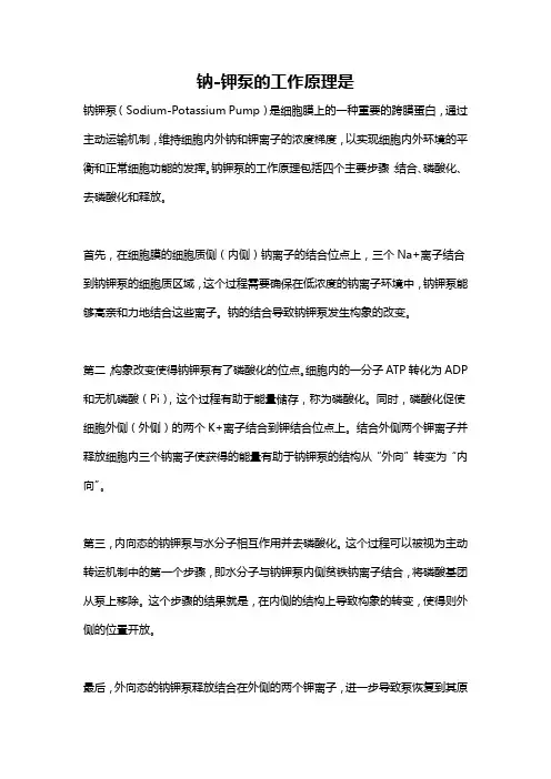 钠-钾泵的工作原理是