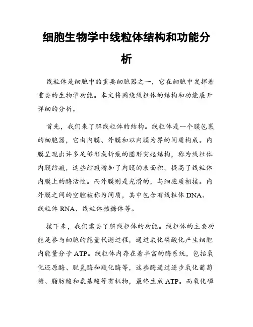 细胞生物学中线粒体结构和功能分析