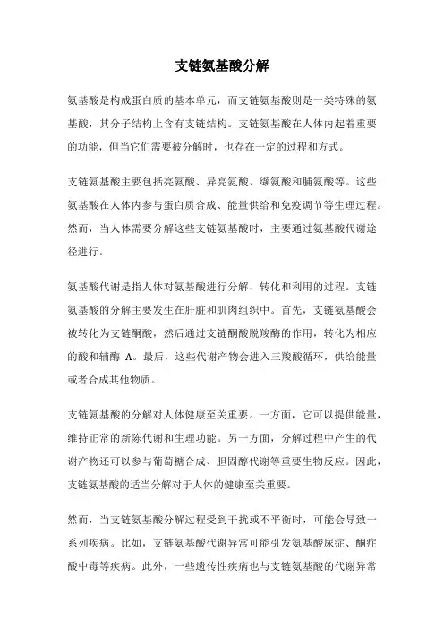 支链氨基酸分解