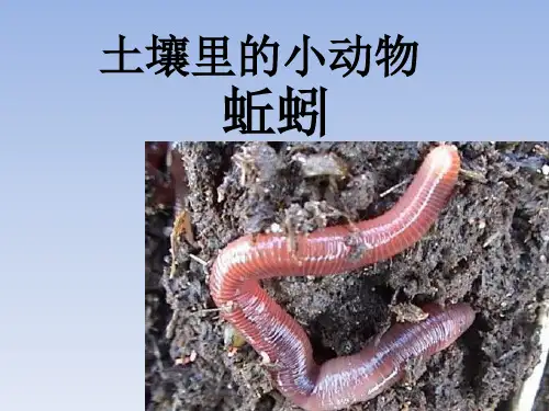 小学科学教科版三年级上册《蚯蚓》课件公开课》课件公开课