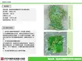 SZ201415058紫金县凤安镇新农村示范片概念规划-915
