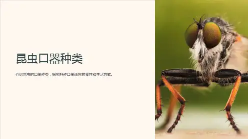 《昆虫口器种类》课件