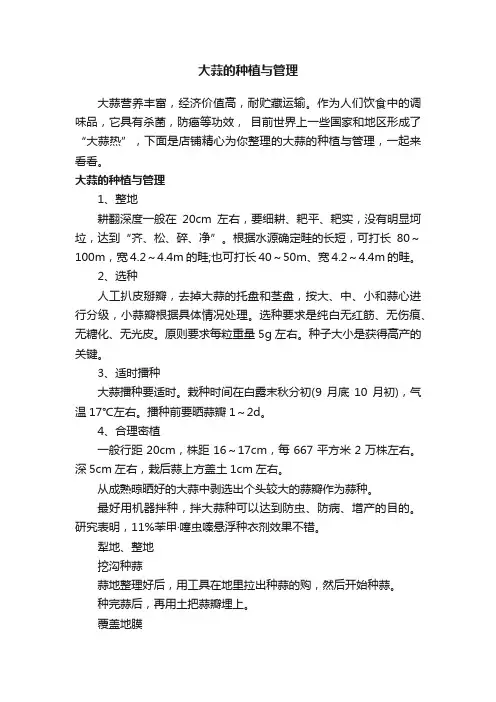 大蒜的种植与管理