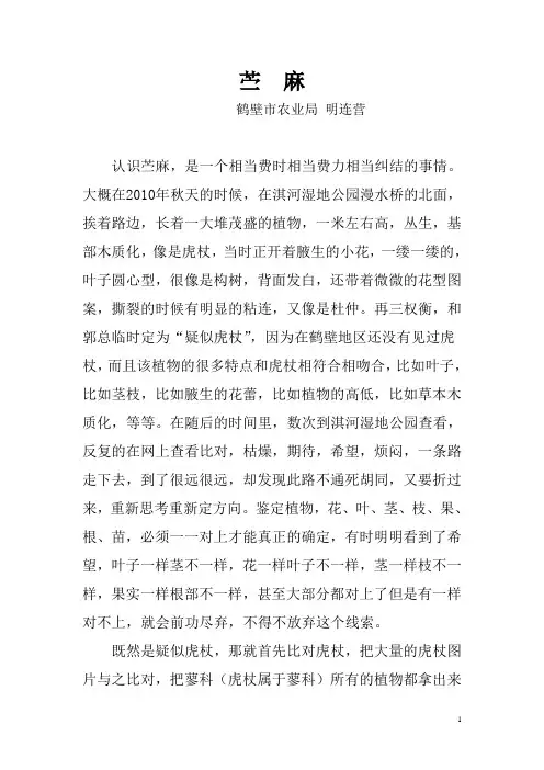 苎麻