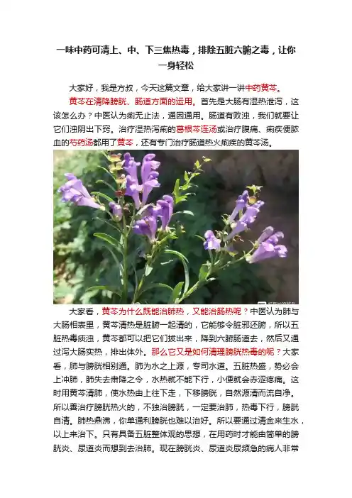 一味中药可清上、中、下三焦热毒，排除五脏六腑之毒，让你一身轻松
