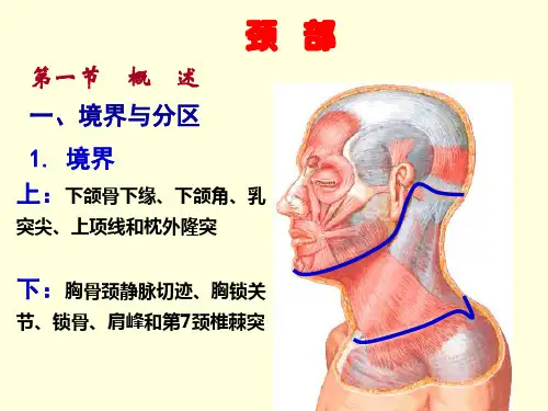 局部解剖学-颈部课件