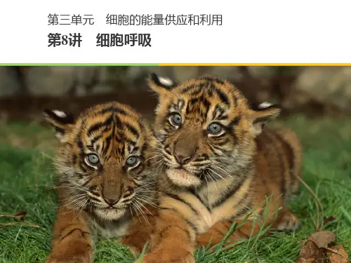 3.2细胞呼吸