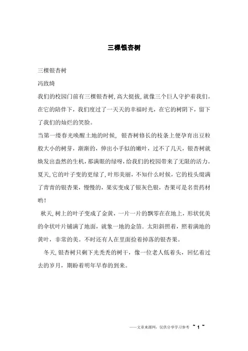 三棵银杏树