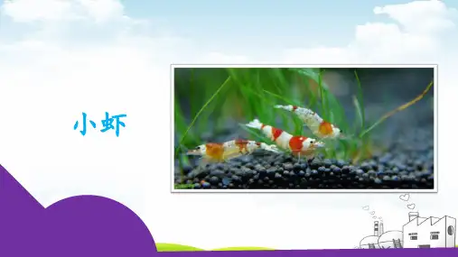 小虾(完整版)ppt1