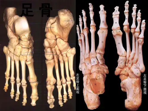足部骨骼解剖PPT课件