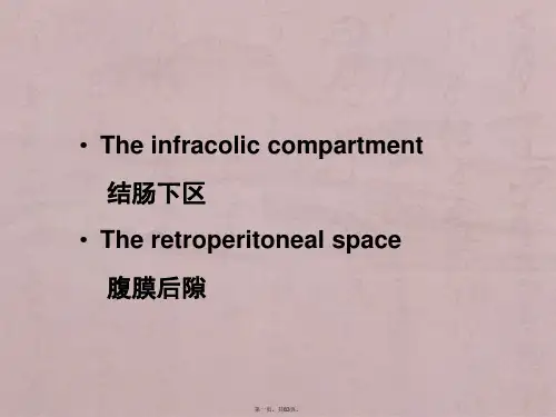 局部解剖学-腹部局部解剖与操作