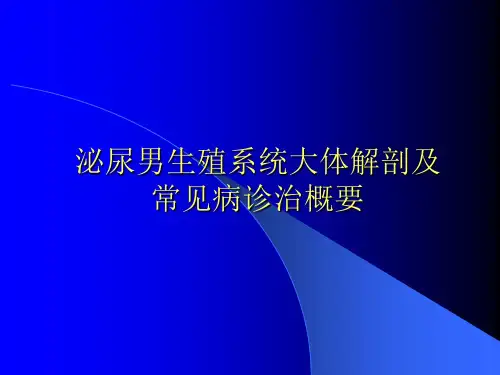 泌尿男生殖系统大体解剖及