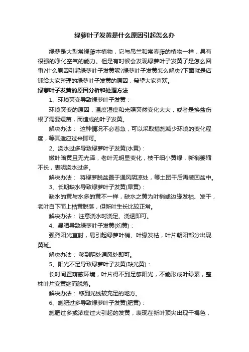 绿萝叶子发黄是什么原因引起怎么办