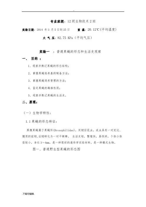 普通果蝇的形态和生活史观察实验报告