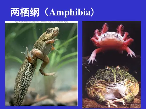 大学动物学--两栖纲