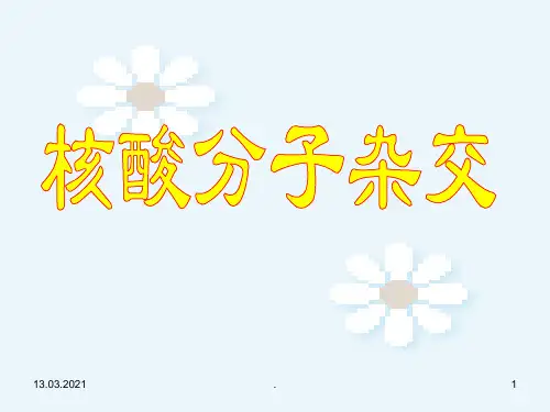 核酸分子杂交与应用PPT课件