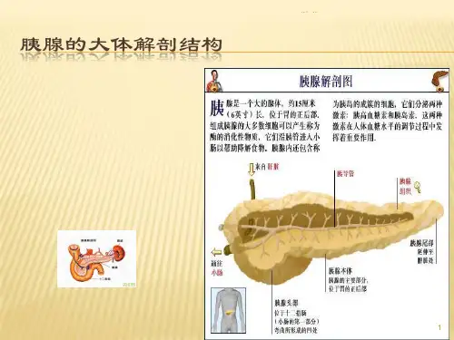 胰腺的组织解剖详细版.ppt