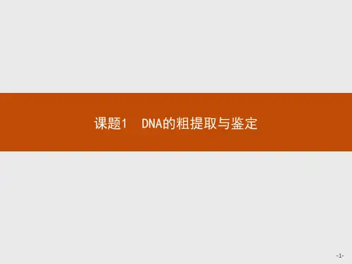 高中人教版生物选修1课件专题5课题1DNA的粗提取与鉴定