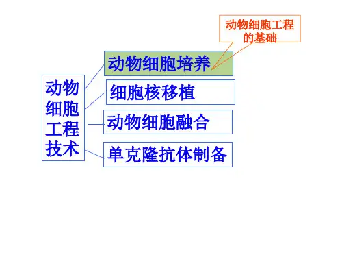生物选修三动物细胞培养