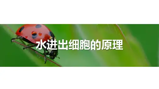 水进出细胞的原理-高考生物复习