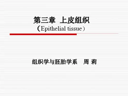 组织学与胚胎学 上皮组织