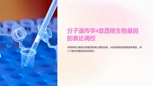 分子遗传学4章真核生物基因的表达调控