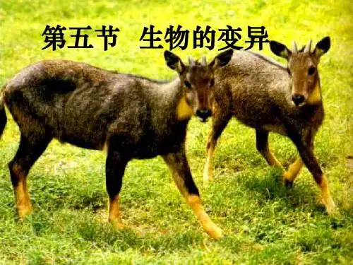 二2生物的变异现象
