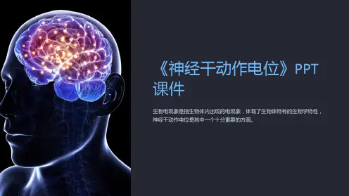 《神经干动作电位》课件