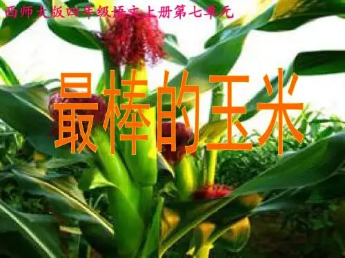 西师大版小学四年级上册语文第28课《最棒的玉米》课件PPT