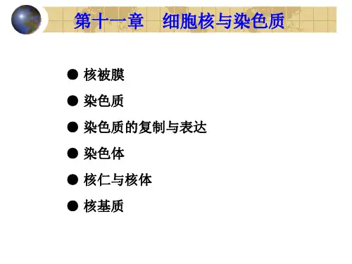11.第十一章 细胞核与染色质