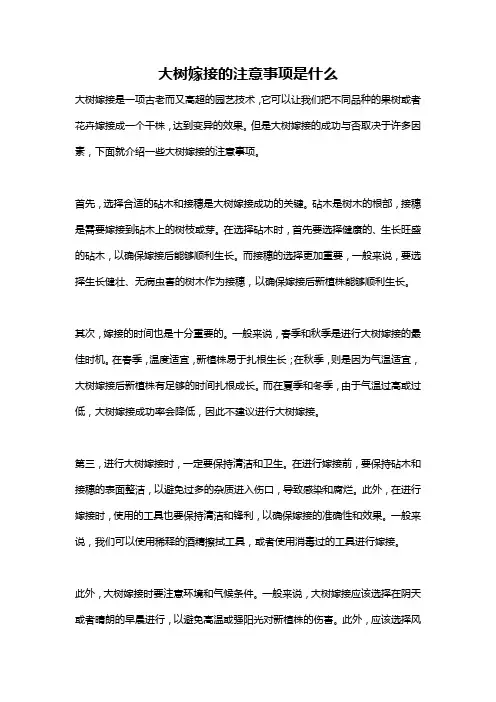 大树嫁接的注意事项是什么
