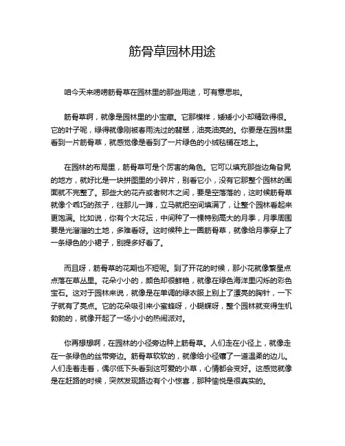 筋骨草园林用途