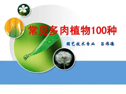 常见多肉介绍