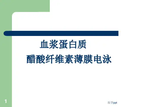 血清醋酸纤维素薄膜电泳